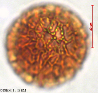 ISEM 1/Guettarda_crispiflora_29334/Guettarda_crispiflora_29334_0001(copy)_thumb.jpg